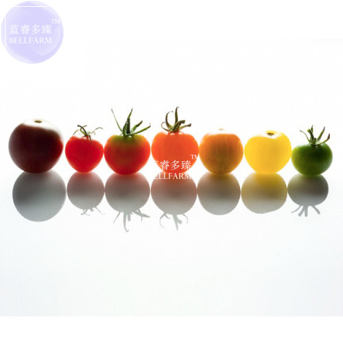BELLFARM Mixed 10 Varieties of Colorful Cherry Tomato Seeds, 10 packs (100 seeds/pack), organic tasty sweet fruits