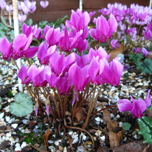 Cyclamen Hederifolium Ruby Glow Seeds, professional pack, 6 Seeds, purple flowers TS309T