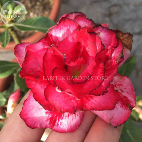Rare 'beautiful promise' Adenium Desert rose, Professional Pack, 2 Seeds, 6-layer red bright white petals with black edge E4037