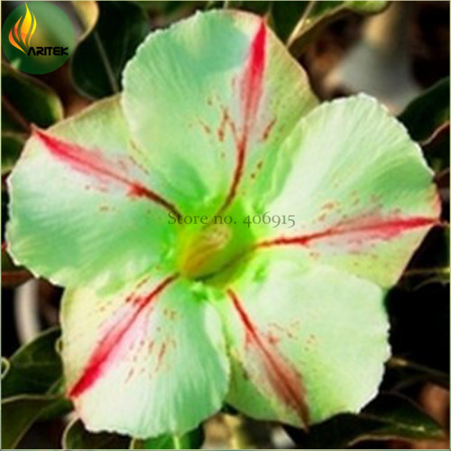 'Five Stars' Green Desert Rose, Professional Pack, 2 Seeds, big single flowers w/ red line on petals adenium obesum E3503