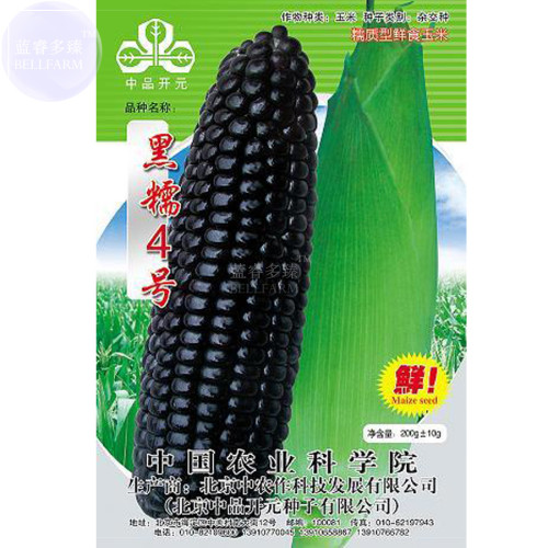BELLFARM Giant Black Corn Glutinous Maize Hybrid High Yield 'Seeds', 200grams, super black great for loving corn mass production