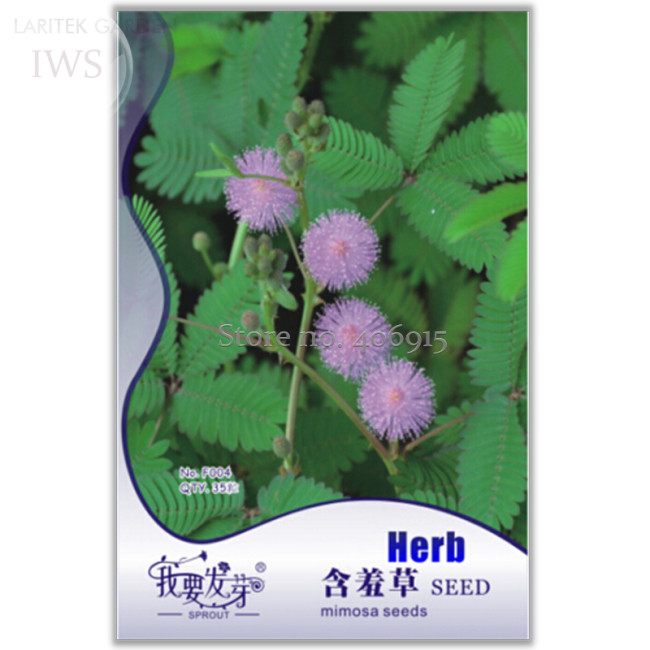 Mimosa Pudica Sensitive Plant Foliage Plant, Original pack, 35 Seeds, ornamental plants IWSF004
