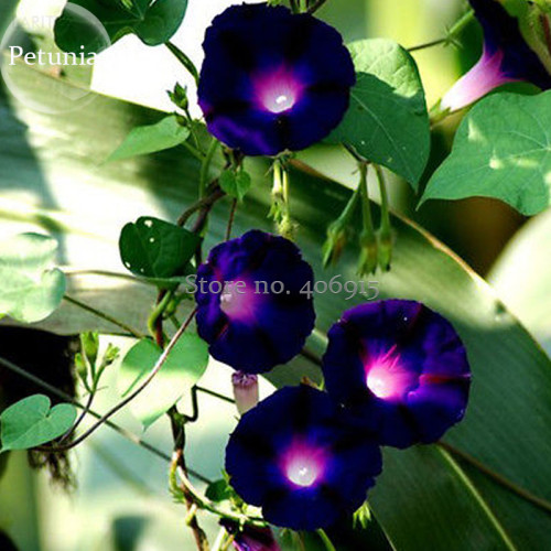 Heirloom Dark Blue Morning Glory with bright eyes Climbing Flowers, 30 Seeds, beautiful ipomoea nil light up garden E3605