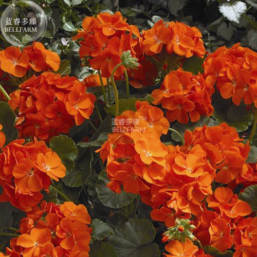 BELLFARM Geranium Maverick Orange Perennial Flower Seeds, 10 seeds, bright orange flowers on healthy heavy blooming plants