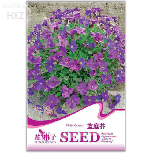 Adaptable Violet Queen Flower Seeds, Original Package, 40 seeds, Indoor potted flower plants ornamental flowers A163