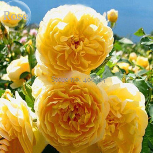 Rare Yellow Climbing Rose Seeds, 20 Seeds, rose multiflora perennial fragrant flower E3567