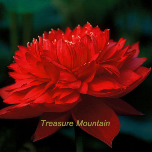 1 Professional Pack, 1 seed / pack, Nelumbo Nucifera Dark Red Lotus Flowers New Variety #NF162