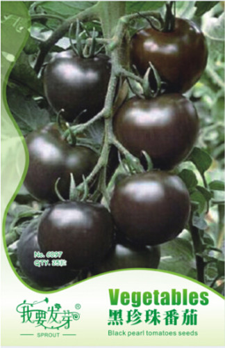Heirloom Middle Black 'Pearl' Tomato Organic Seeds, Original Pack, 25 Seeds / Pack, Great Tasty Fruit E3054