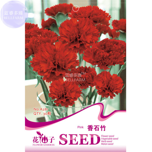 BELLFARM Carnation Dianthus caryophyllus L Dark Red Flowers Seeds, 30 seeds, original pack, fragrant cutting flowers clove pink