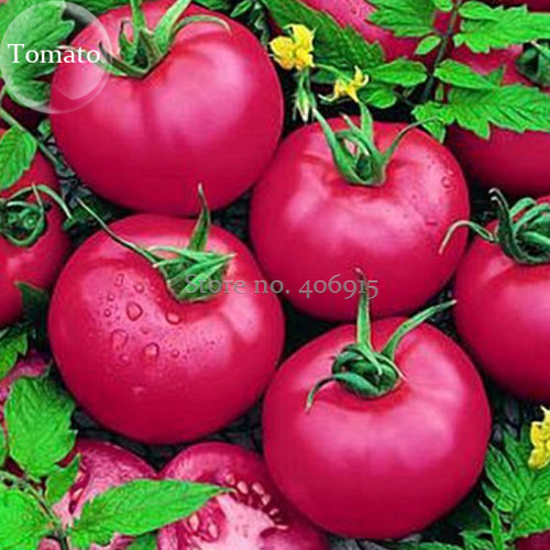 Heirloom 'Pink Girl' Big Bunches of Tomato, 100 seeds, healthy nutritious fruits vegetables E3897