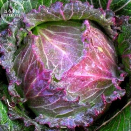 Cabbage - January King Seeds, professional pack, 150 Seeds, heirloom green rose pink organic vegetable TS303T