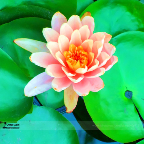 1 Professional Pack, 1 seed / pack, Small Pink Lotus Nelumbo Nucifera Flower Seed Indoor Outdoor #A00218