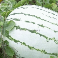 Heirloom Green White Big Sweet Watermelon, 10 Seeds, sweet delicious in hot weather E3651