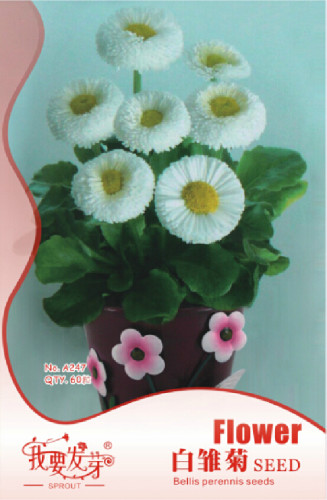 10 Original Packs, 60 Seeds / Pack, Dwarf White English Daisy Bellis Perennis Flower Seeds
