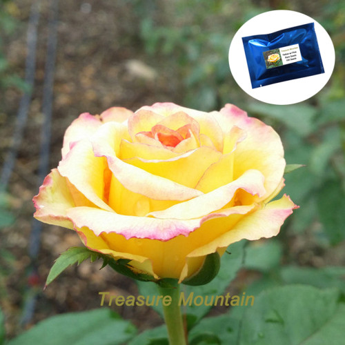 1 Professional Pack, 100 Seeds / Pack, Rare Yellow with Pink edge Rose Seeds, Heirloom Fragrant Rose #NF203