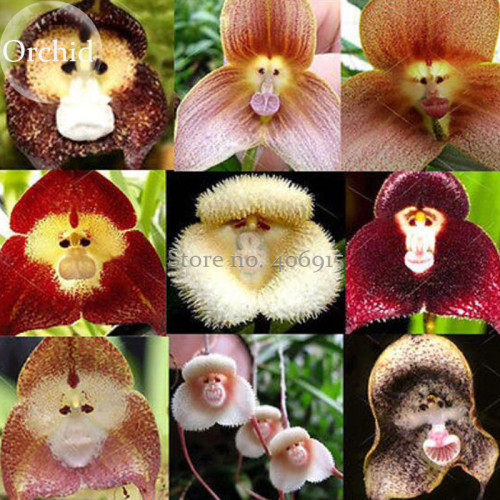 Rare Monkey Face Orchid Flower, 50 Seeds, flower type peculiar beautiful light up your garden E3608