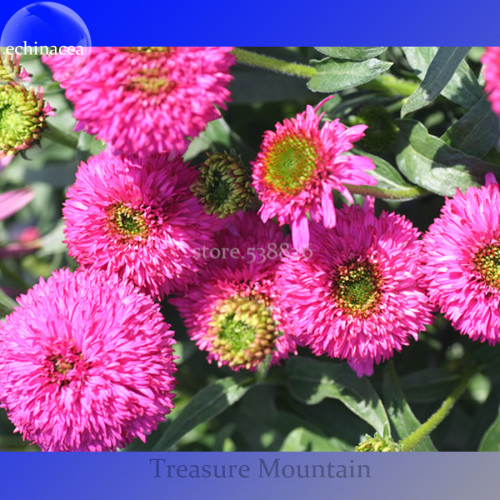 Imported 'Piccolino Bear' Echinacea, 100 Seeds, pink color big blooms very interesting TS256T
