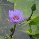 1 Professional Pack, 40 Seeds / Pack,  Purple Nymphaea Caerulea Asian Water Lily Pad Flower Pond Seeds #NF160