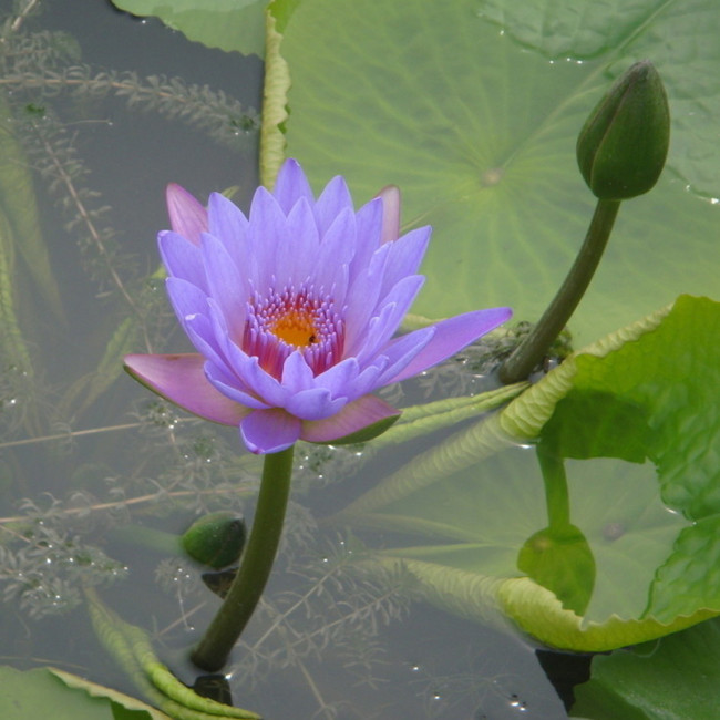 1 Professional Pack, 40 Seeds / Pack,  Purple Nymphaea Caerulea Asian Water Lily Pad Flower Pond Seeds #NF160