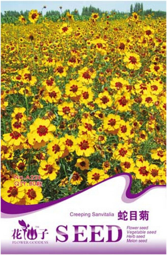 Creeping Zinnias Sanvitalia Flower Seeds, Original Pack, 30 Seeds / Pack, Annual Summer Flowers A226