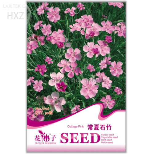 Colorful Pink Seeds Dianthus Chinensis Flower Garden Seeds, 50 seeds, balcony patio potted indoor seasons easy to plant  A116