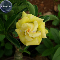 Heirloom Rose Shaped Adenium Yellow Desert Rose, 2 Seeds, yellow petals with orange heart E3975