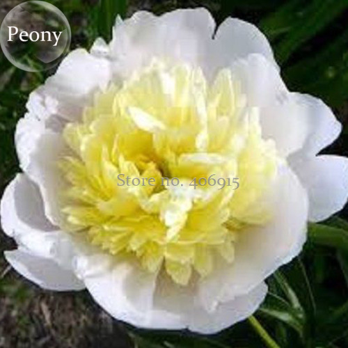Honey Gold White Peony Plant Flowers, 5 seeds, pale yellow heart light fragrant E3894