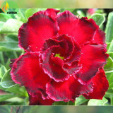 'Rosemarie' Dark Red Desert Rose Adenium Obesum Seeds, Professional Pack, 2 Seeds / Pack, big double flowers with gray edge