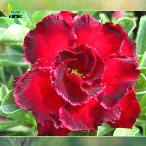'Rosemarie' Dark Red Desert Rose Adenium Obesum Seeds, Professional Pack, 2 Seeds / Pack, big double flowers with gray edge