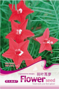 1 Original Pack, 10 seeds / pack, Red Cypress Vine Humming Bird Vine Perennial Climbing Flowers Heirloom #A026