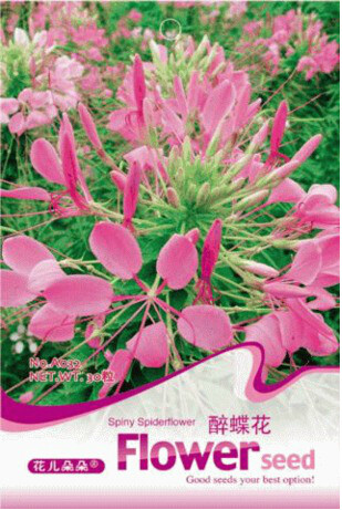 1 Original Pack, 30 seeds Spiny Spiderflower Cleome Spinosa Flower Seeds #A032