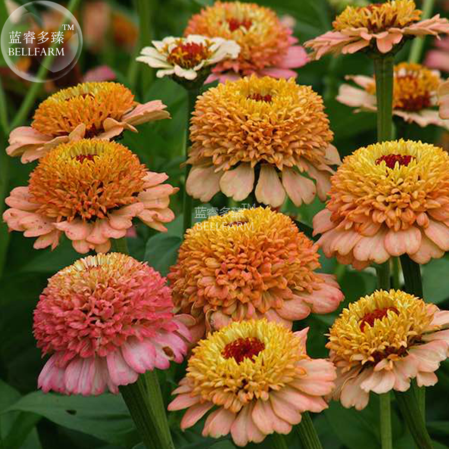 BELLFARMZinnia