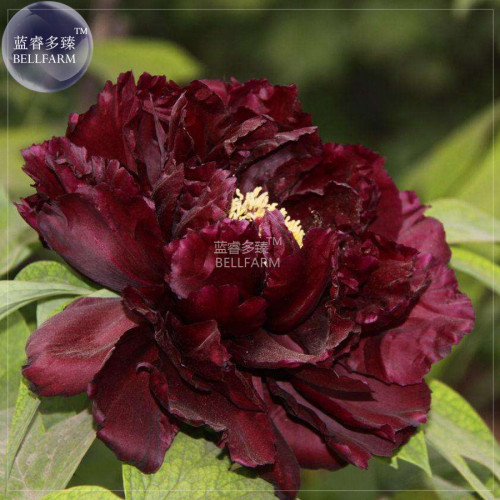 BELLFARM Blackish Coffee Peony Tree Flower Seeds, Professional Pack, 5 Seeds / Pack, strong fragrant perennial big blooms
