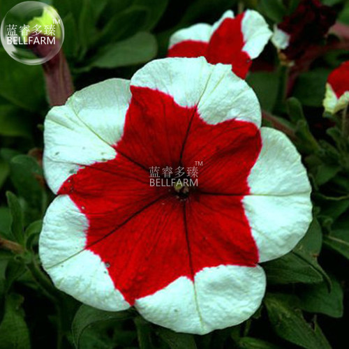 BELLFARM Petunia 'Five-pointed star' Red White Flower Seeds, 200 seeds, professional pack, bonsai heirloom home garden flowers