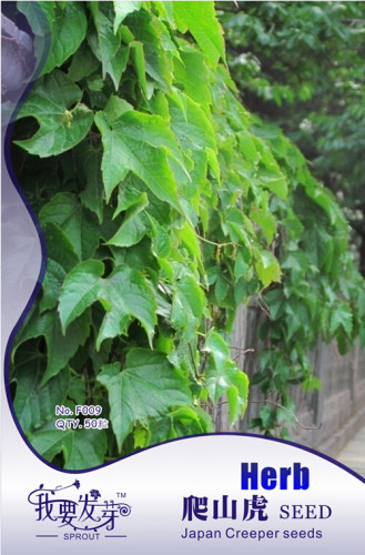 10 Original Packs, 50 seeds / pack, Boston Ivy Seeds Parthenocissus Tricuspidata Veitchii Vine #NF178
