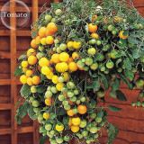 Heirloom Tumbling Tom Yellow Cherry Tomato, 100 Seeds, edible hanging tomato plants E3740