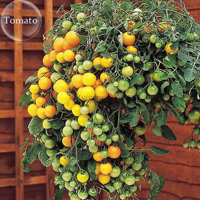 Heirloom Tumbling Tom Yellow Cherry Tomato, 100 Seeds, edible hanging tomato plants E3740