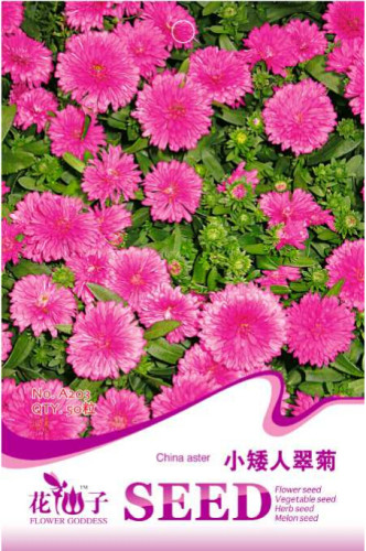 Pink China Aster Flower Seeds, Original Pack, 50 Seeds / Pack, Callistephus chinensis Nees Annual Flower A203