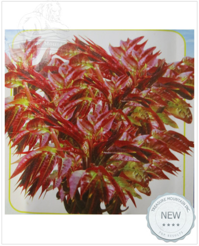 1 Original Pack, 10g seeds / pack, Edible Chinese Mahogany Red Cedar Toona Sinensis Rare Herbs