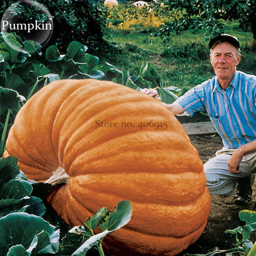 Giant Atlantic Dills Pumpkin, 4 Seeds, edible organic vegetables can be used to be as boat E3839