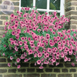 'Sunrise Pink Vein' Petunia Bonsai Seeds, 200 seeds, professional pack,  spectacular cascading trails of pink flowers E4097