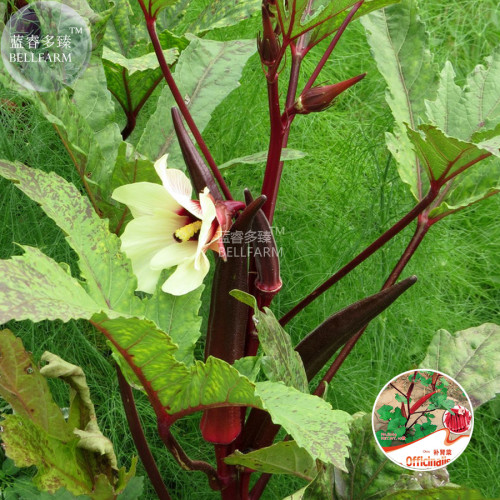 BELLFARM Red Burgundy Okra Herb Seeds, 10 seeds, original pack, organic tasty vegetables