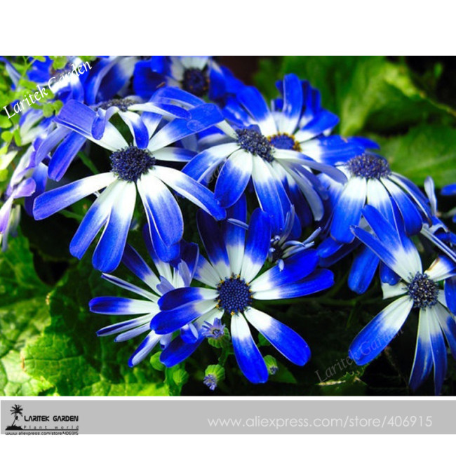Dark Blue White Florist's Cineraria F2 Seeds 30+