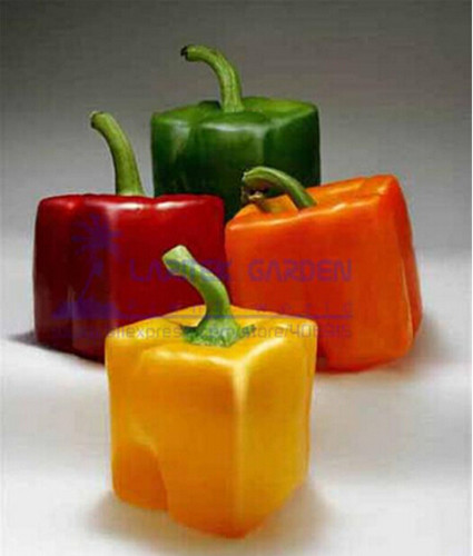 Rarest Mixed Orange Green Red Yellow Square Sweet Pepper F1 Seeds, Professional Pack, 100 Seeds / Pack, Edible Tasty Vegetables