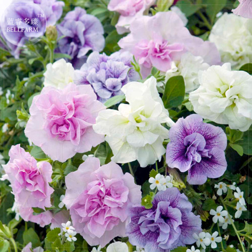 'Xin Hun' Colorful Petunia Seeds, 200 Seeds, Professional Pack, annual white pink purple mixed double-petalled flowers E4139