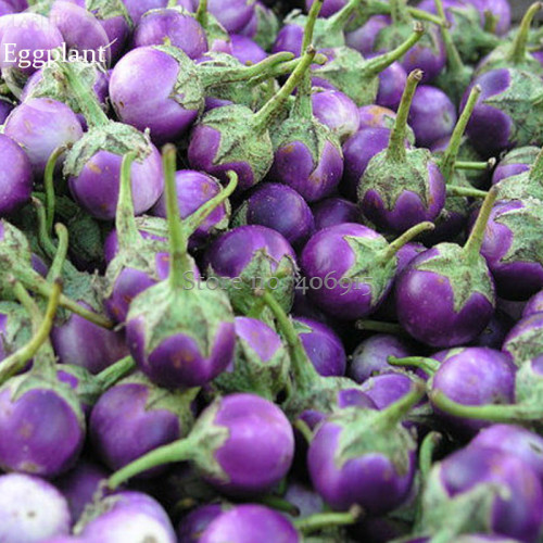 Thai Purple Mini Round Eggplant, 100 seeds, organic vegetables E3896