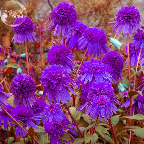 BELLFARM Echinacea Purple 'Ladies' Perennial Flower Seeds, 30 seeds, professional pack, big blooms home garden compact coneflower