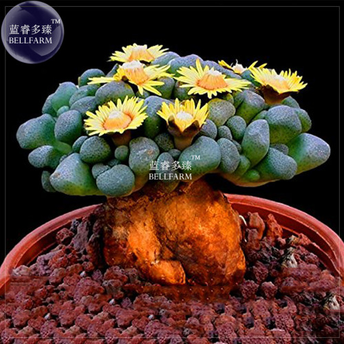 BELLFARM Rare Lithops Hybrid Seeds, 10 seeds, professional pack, kaktus-like bonsai living stones plants