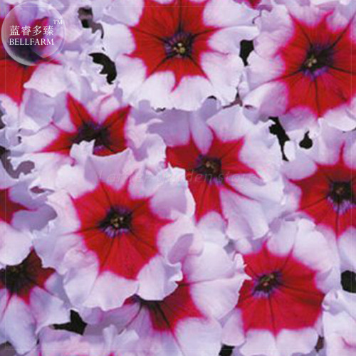 BELLFARM Petunia Celebrity Burgundy Frost Annual Seeds, 200 Seeds, Professional Pack, light purple red flowers E4185