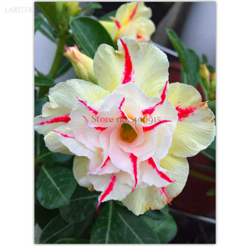 Light Yellow White Adenium Obesum Desert Rose with Red Strip, Professional Pack, 2 Seeds, double petals E3549